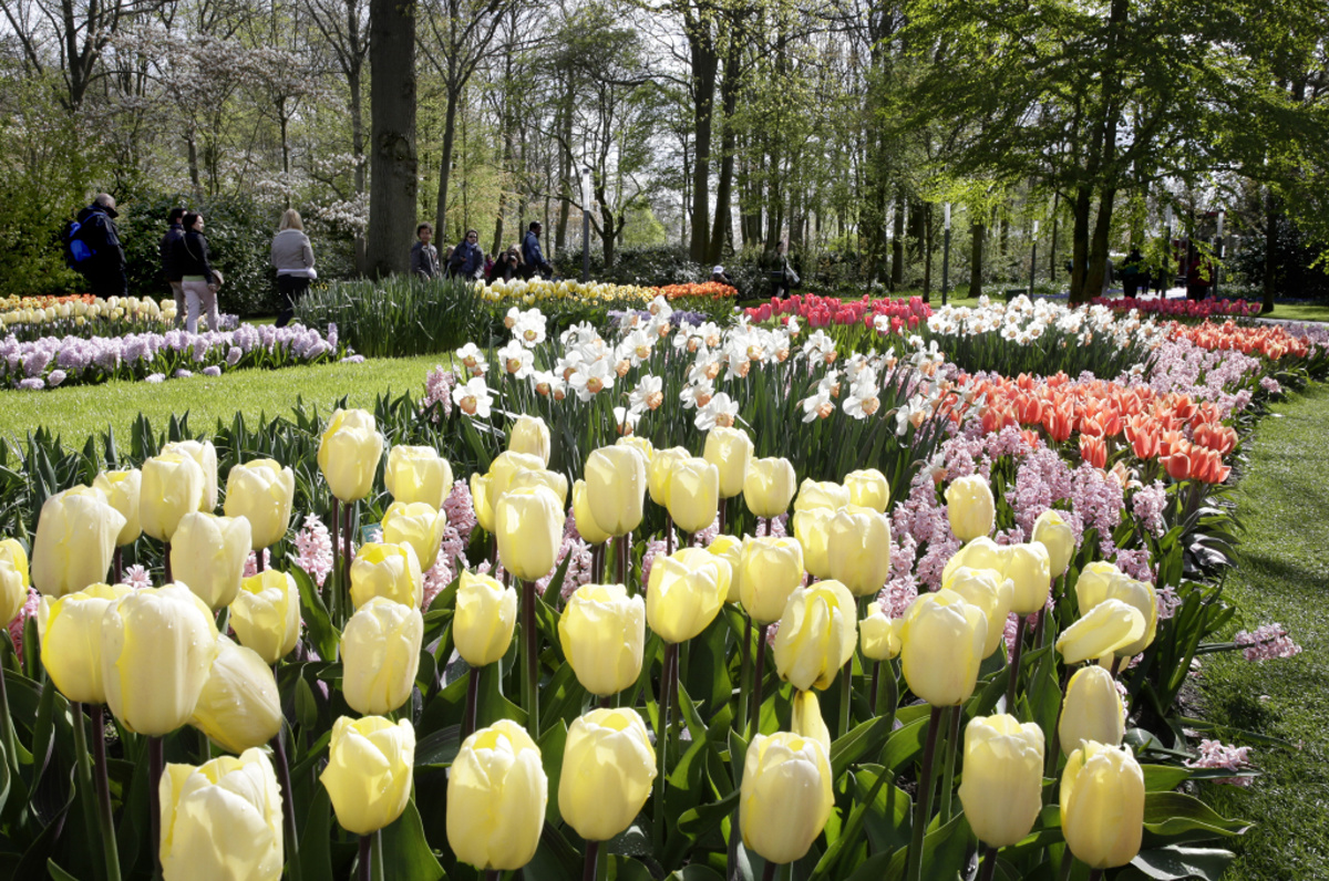 Keukenhof  – Zahrada holandských tulipánů